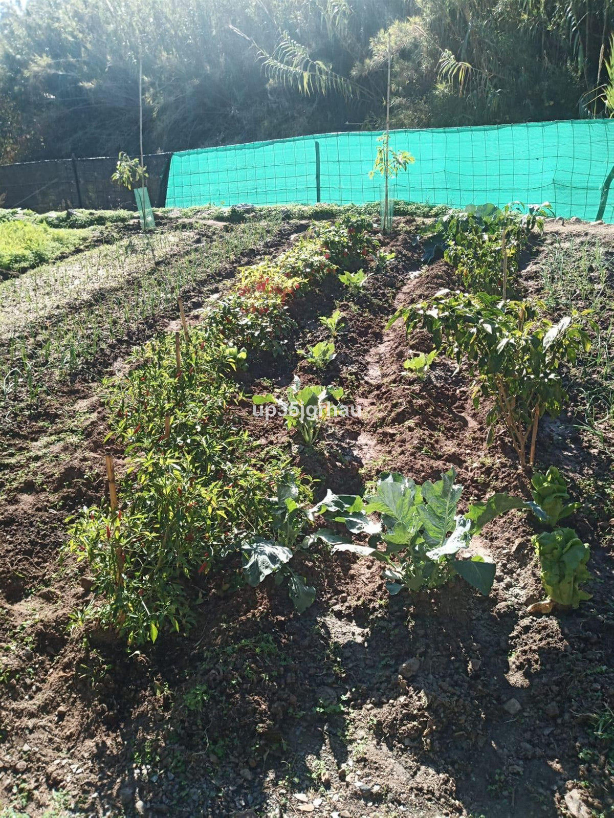 8b02c1cd095ed7190d39451eb38162cc - 40