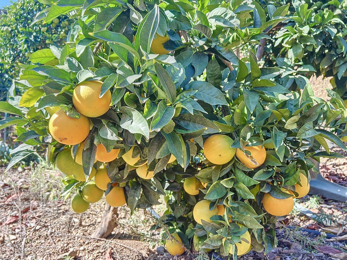 6c89de9f1327ad37ae6be2a2744349e5 - 39