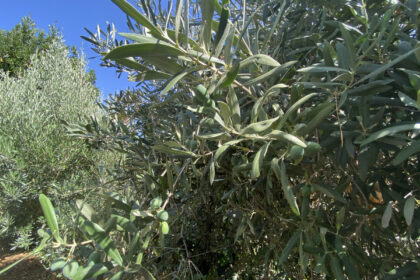 e8f367217b2a34b4e4be6e5bfc5de76a - 20