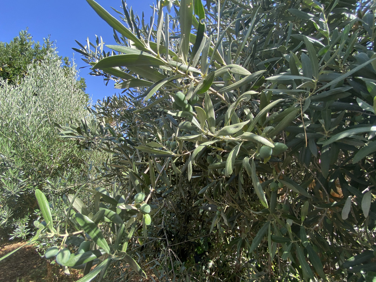 e8f367217b2a34b4e4be6e5bfc5de76a - 20