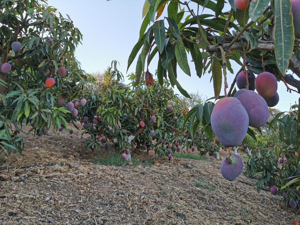 63e51f60becebf479faf4ecf0b363d0b - 24