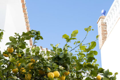 88fcd17c0f05bfdb81d847595e13cc7d - 43