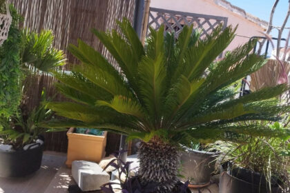 911690644ad4752076a7f14345ddfb29 - 31