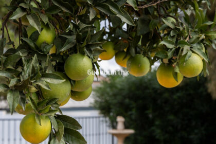 9cc25238baa13d6d984cc873238c4fbd - 40