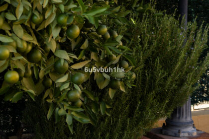 aedbdb2e9ef6f26a1b26f382c0300f3b - 49