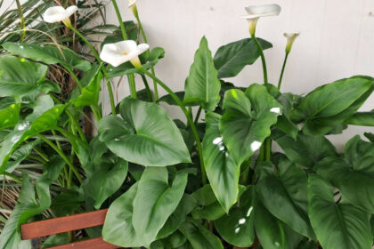 2aa7be5f2a2e08389cc667f26945c039 - 8