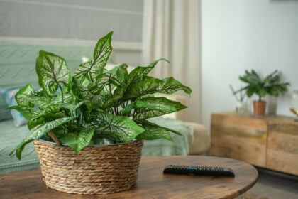 35b52291c96e73ba9dd6e38b6435995e - 13