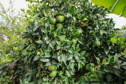 35d224659d80d92fa6411d3d5c190506 - 30