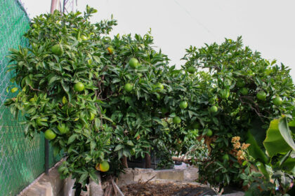 35d224659d80d92fa6411d3d5c190506 - 44