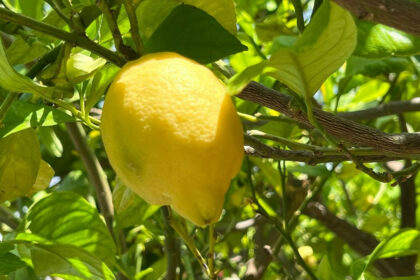 57a5c0107191b6e4c4b0171dbad71d99 - 35