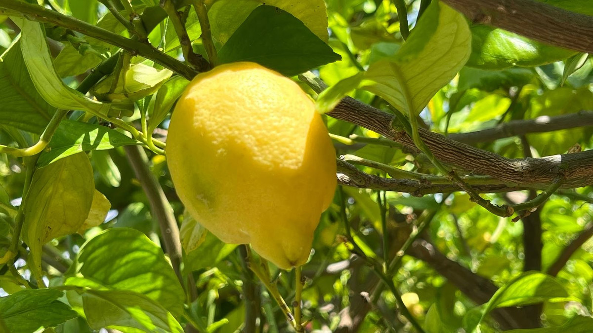 57a5c0107191b6e4c4b0171dbad71d99 - 35