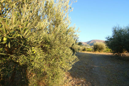 951f6e92acbe363506d64c32c5a9004c - 19