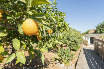 a5cff2b7bd8f5ab20b82152b736e10cf - 39