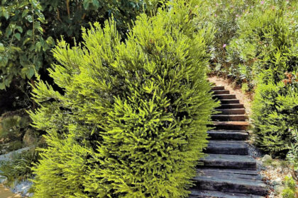 a9f628454ea0224a7b45aa681cbfbab6 - 27