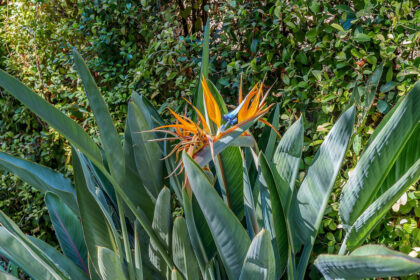 c4dddbab70c17e473c1ad19e12200b5d - 31