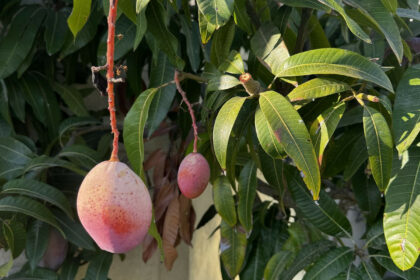 d2b2fe4e7d1060ccd406a0dcce4d4a56 - 34