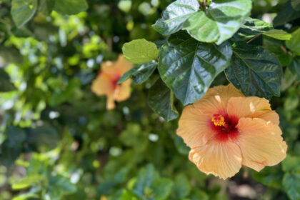 f1a6430e988243c64cbf9cd3c3a8289e - 31