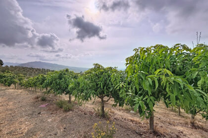 fc88b2a161fc705061cd32e18dde0568 - 42