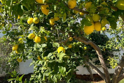 3130580224c363ca1aa44e8793010ff8 - 5