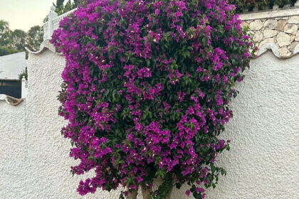 3130580224c363ca1aa44e8793010ff8 - 8