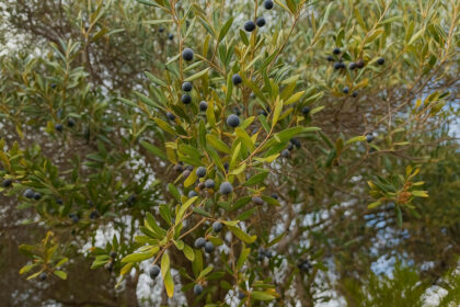 46020697c00fbb466743ba966328afd1 - 28