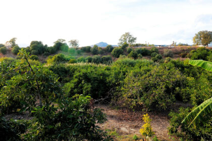 501a46b58579b7e87a9b5f4d06066f20 - 1