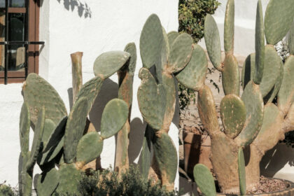 63646355eb06c059092abec849c8dad9 - 38