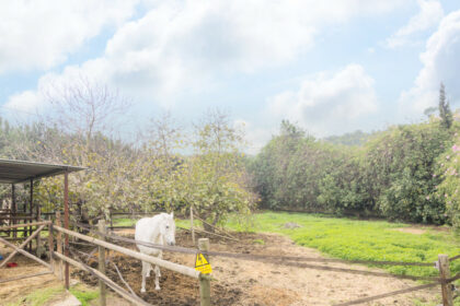 872084318b6317dae1ea331e43cc8877 - 13