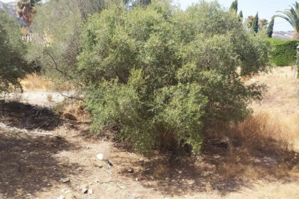 9de0a2be5a78e24867a52d29be8fe01e - 1