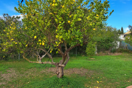 13c91bd561c7ef920242bb62d6e639ae - 24