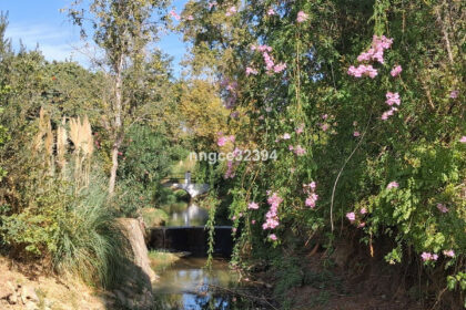 54524dfaef1538ab0758360f337cf8a8 - 32