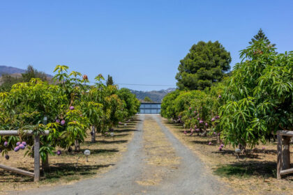 63e51f60becebf479faf4ecf0b363d0b - 35