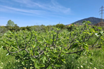 6d9d71b8a4ca5345c027db8c86c9b29e - 13