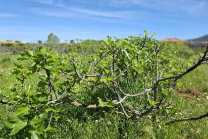 6d9d71b8a4ca5345c027db8c86c9b29e - 2