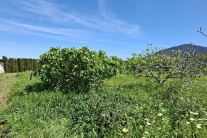 6d9d71b8a4ca5345c027db8c86c9b29e - 8