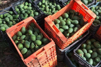 f77aca232fb32d7e97a88a8c66072be2 - 13