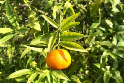 f77aca232fb32d7e97a88a8c66072be2 - 14