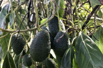 f77aca232fb32d7e97a88a8c66072be2 - 15