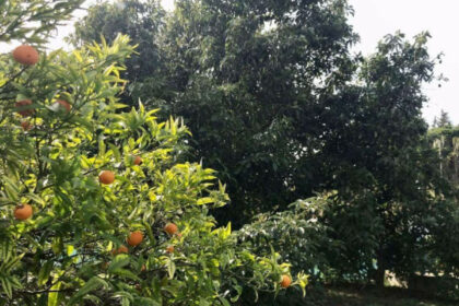 f77aca232fb32d7e97a88a8c66072be2 - 16