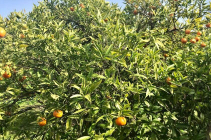 f77aca232fb32d7e97a88a8c66072be2 - 18