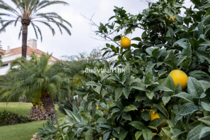 41bd7cc616bdc9b2d2e8d145114da58a - 29