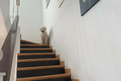 5df3818cd45d5930cdb5adb45bc9877a - 4