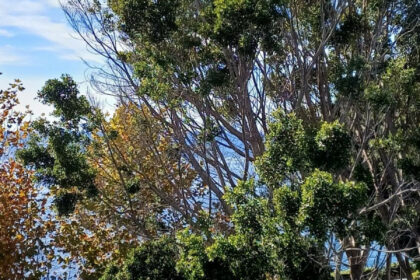 e2449e560fddc2f94aa771f36e2ef0a0 - 14