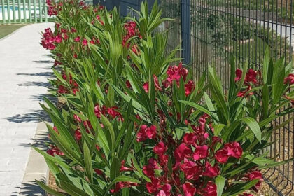 2efcdd5c9fecab37882cd6beff7a6f08 - 20