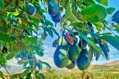 4756ffe3f6d3b42e081850a9a87da27d - 3