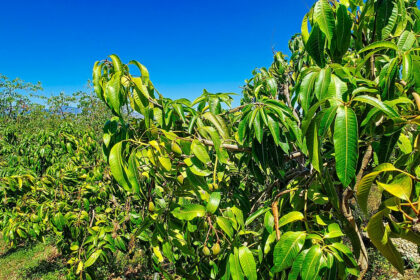 4756ffe3f6d3b42e081850a9a87da27d - 41