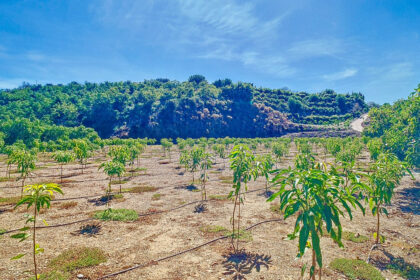 4756ffe3f6d3b42e081850a9a87da27d - 44