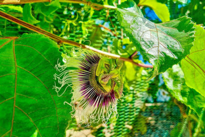 4756ffe3f6d3b42e081850a9a87da27d - 47