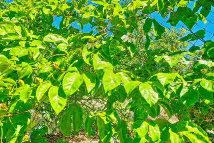 4756ffe3f6d3b42e081850a9a87da27d - 48