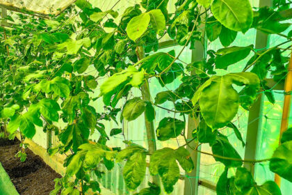 4756ffe3f6d3b42e081850a9a87da27d - 50